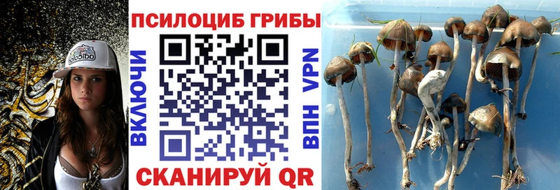 Псилоцибиновые грибы Psilocybine cubensis ОМГ ОМГ ссылки Собинка